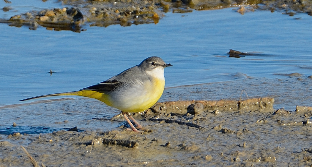 Grey Wagtail