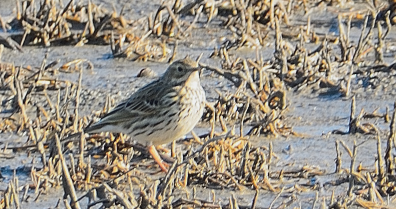 Meadow Pipit