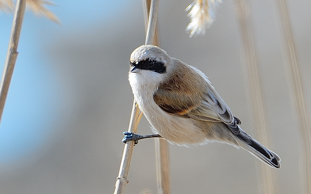 Eurasian Penduline Tit