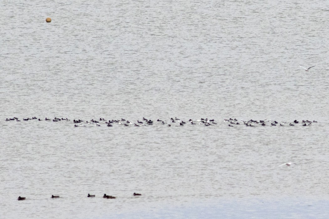 Smew