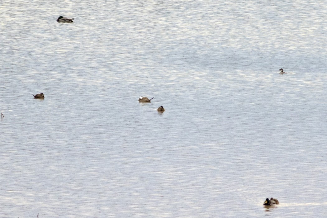 White-headed Duck