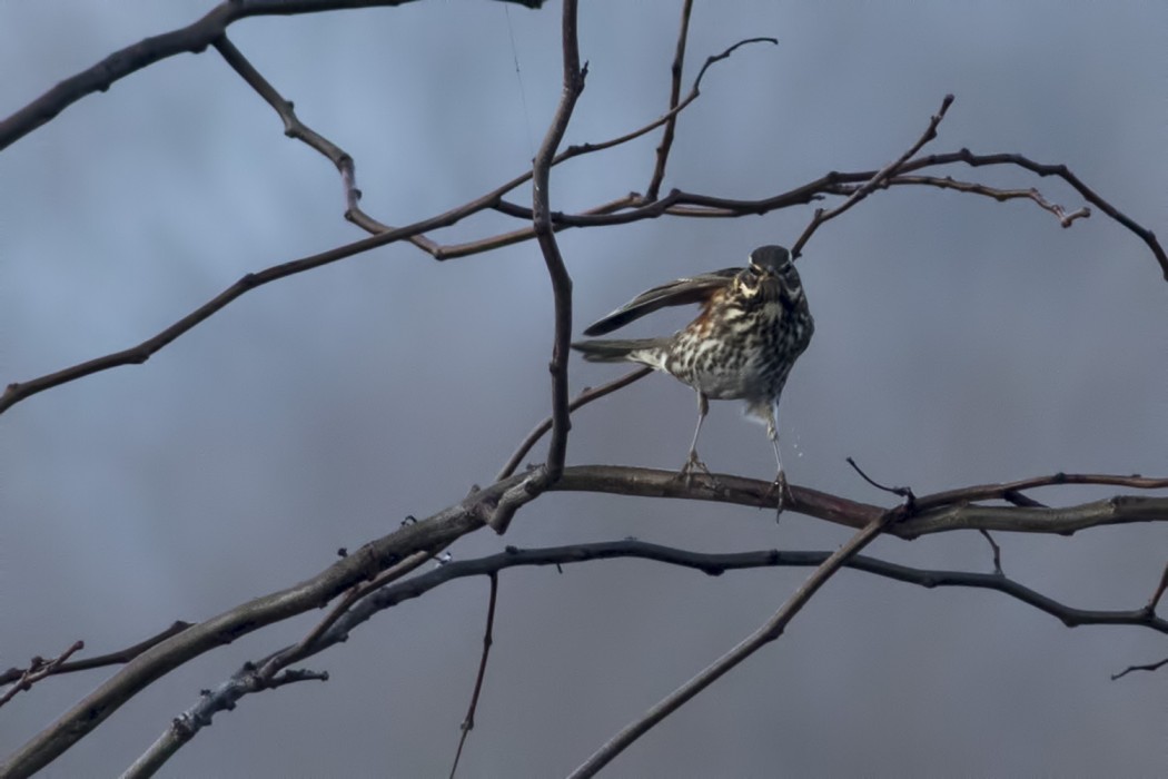 Redwing
