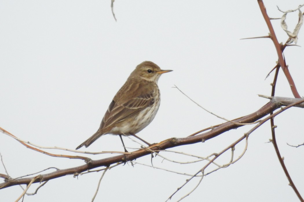 Water Pipit