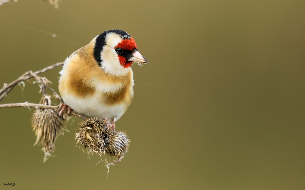 European Goldfinch