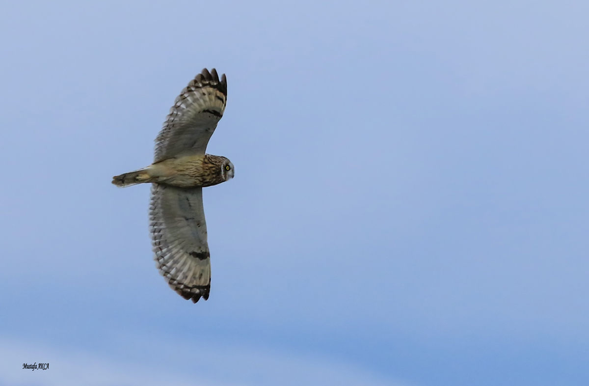 Short-eared Owl