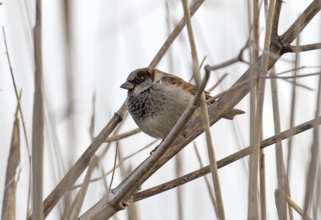 House Sparrow