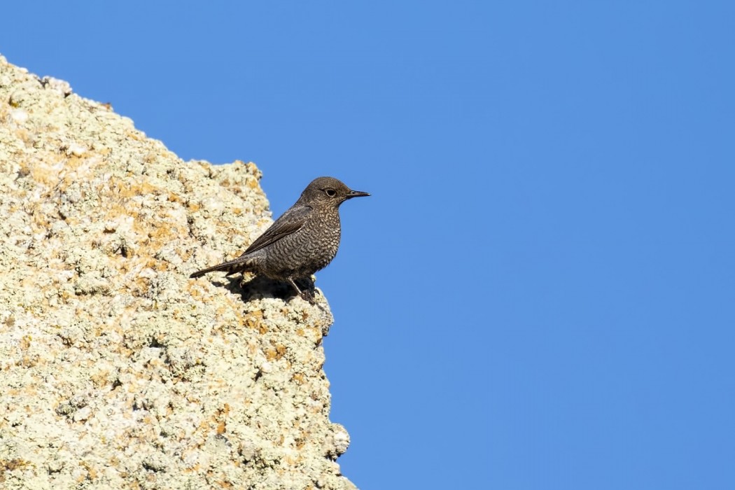 Blue Rock Thrush
