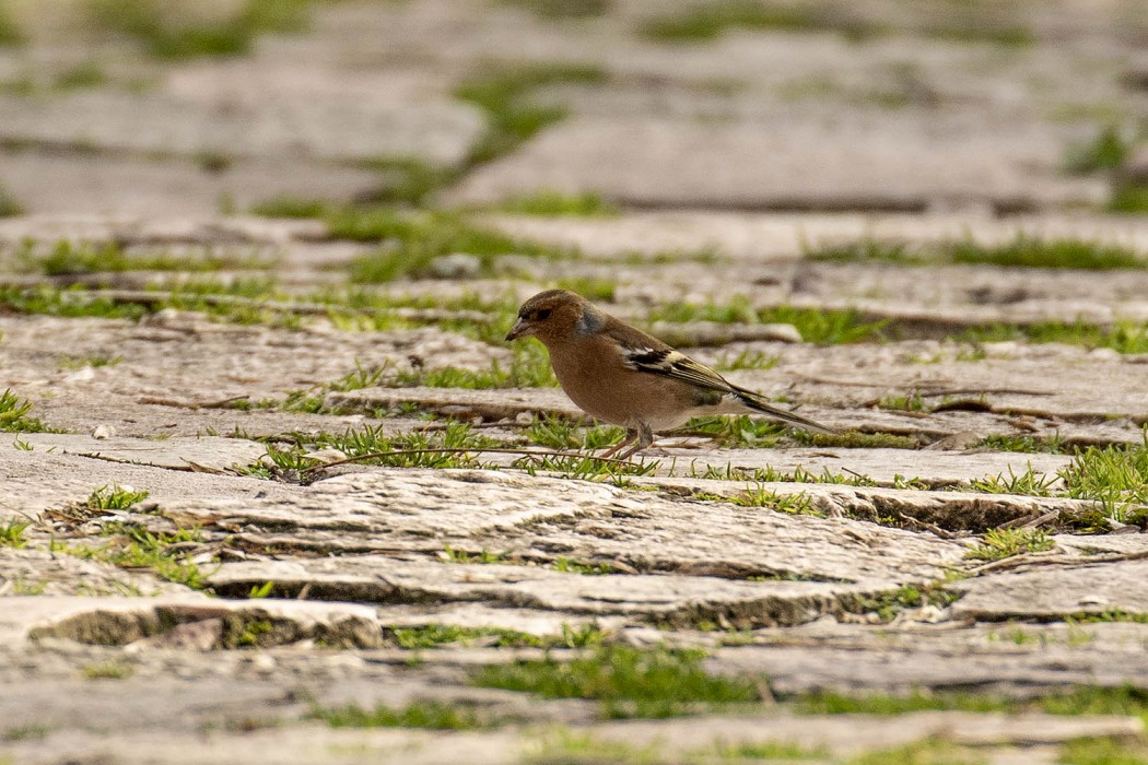 Eurasian Chaffinch
