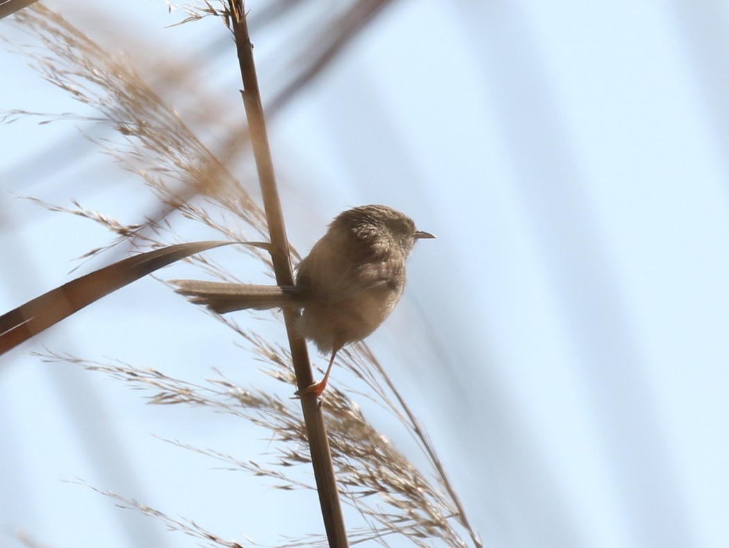 Delicate Prinia