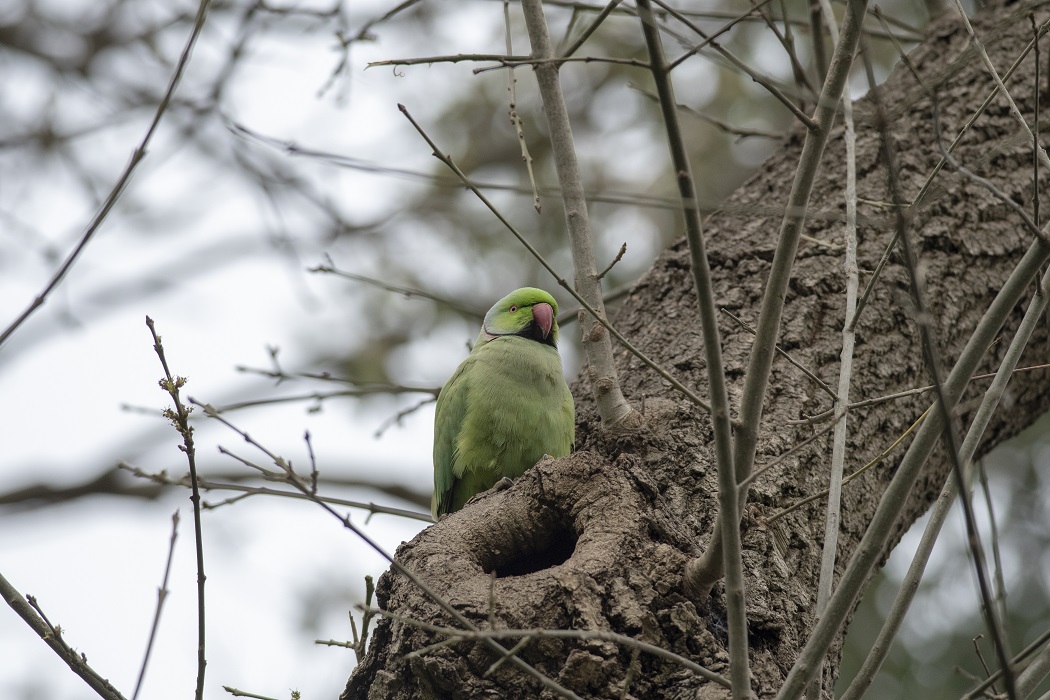 Rose-ringed Parakeet
