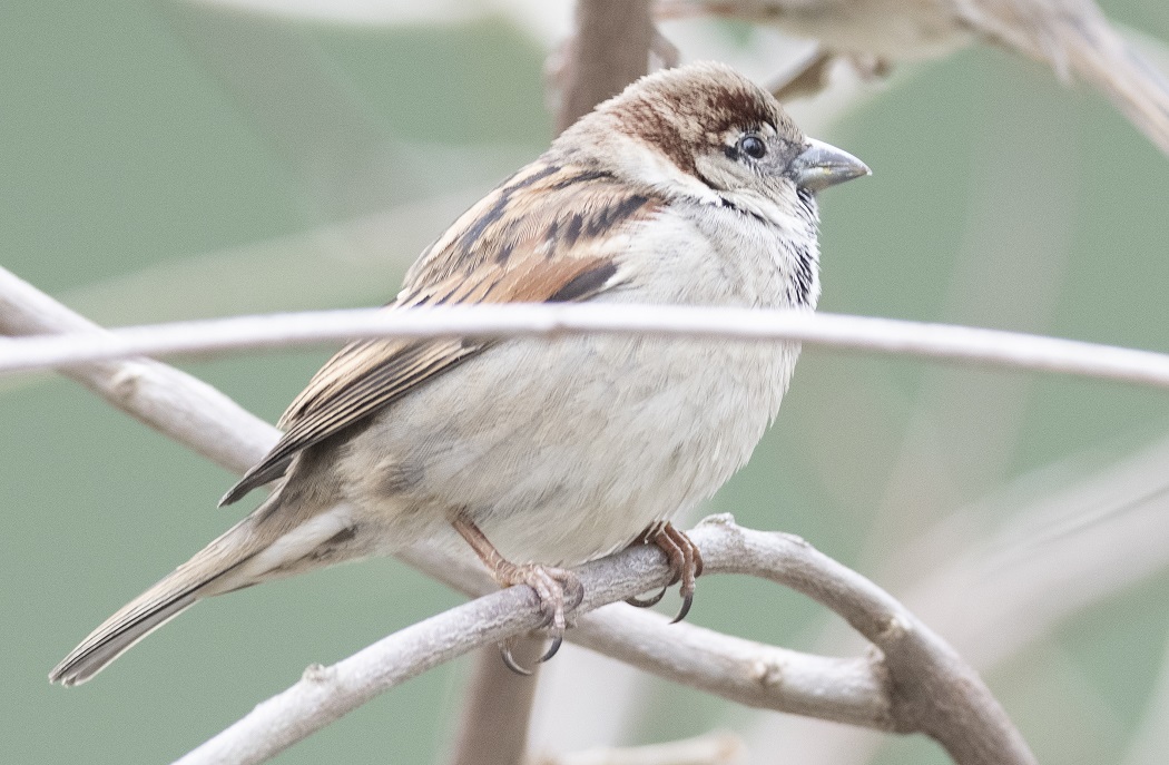 House Sparrow