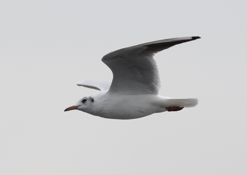 Black-headed Gull