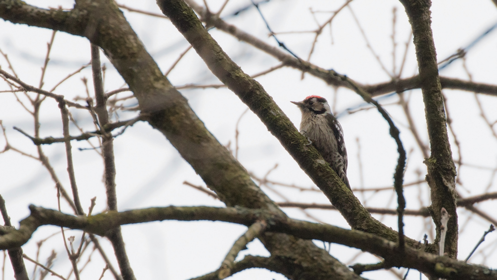Lesser Spotted Woodpecker