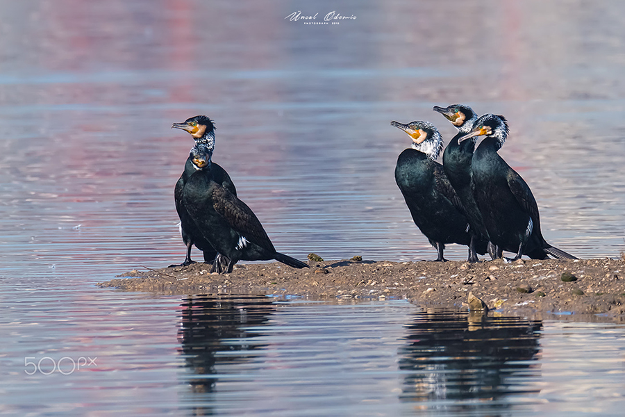 Great Cormorant