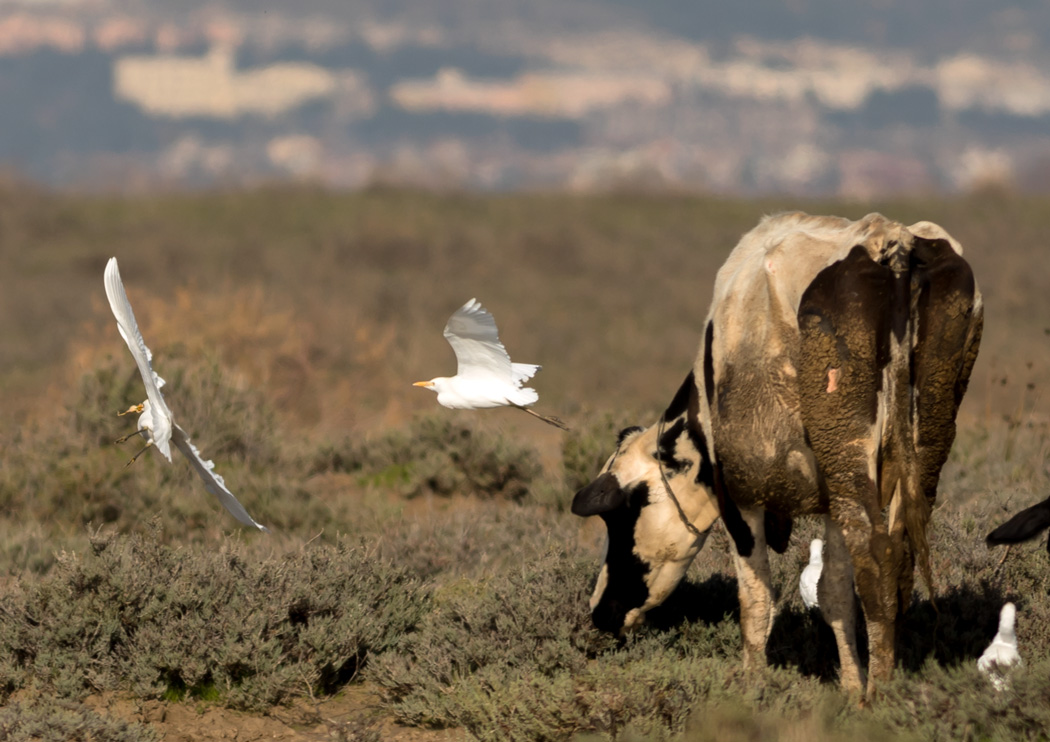Western Cattle Egret