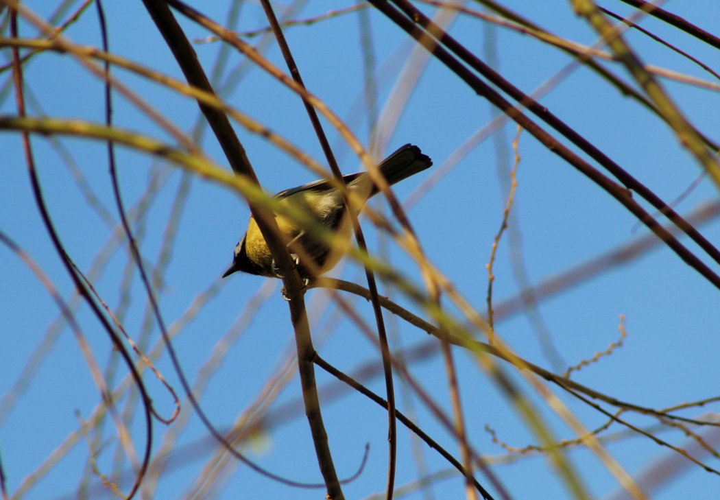 Great Tit