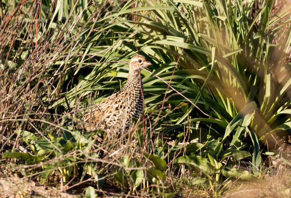 Black Francolin
