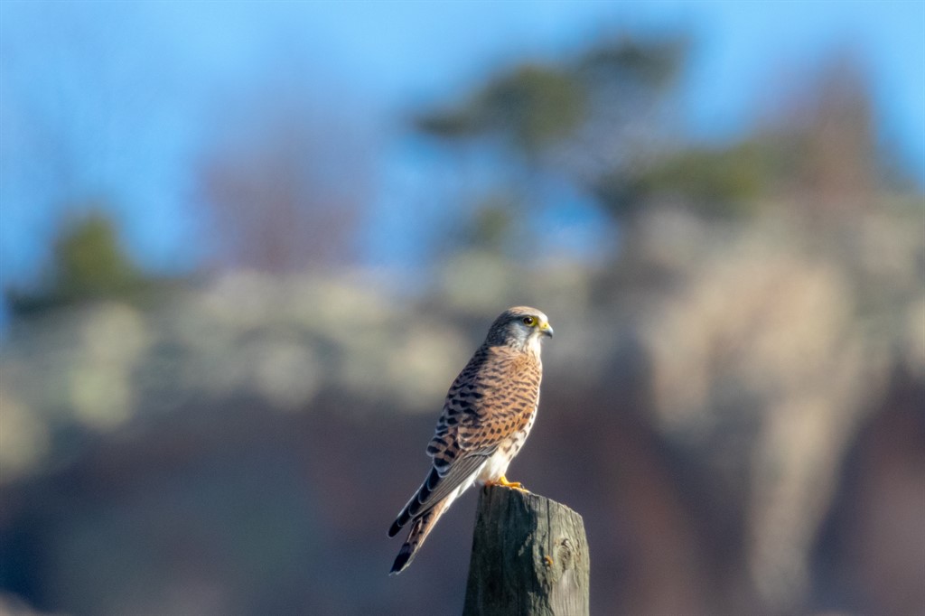 Common Kestrel