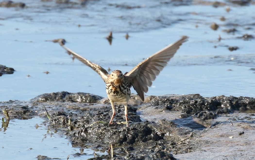 Red-throated Pipit