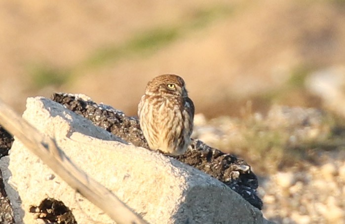 Little Owl