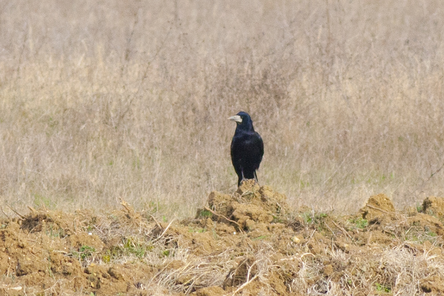 Rook