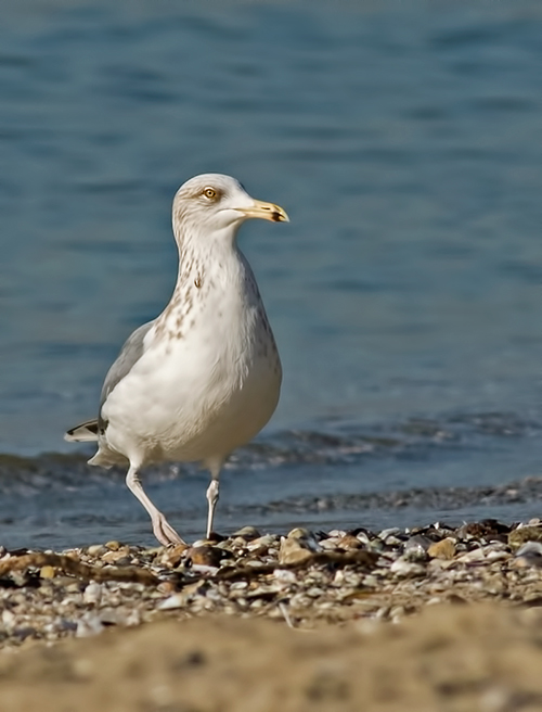 European Herring Gull