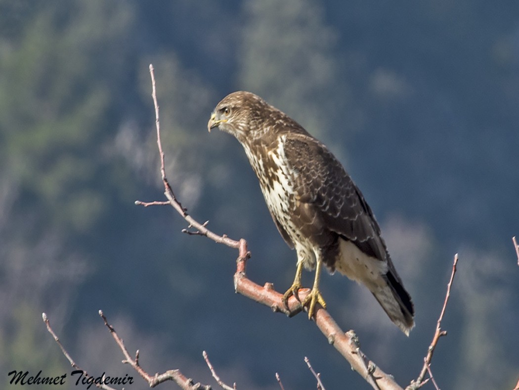 Long-legged Buzzard