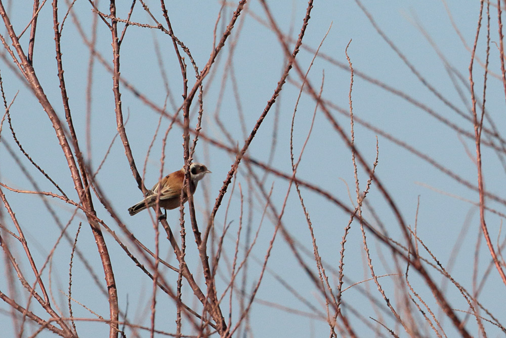 Eurasian Penduline Tit