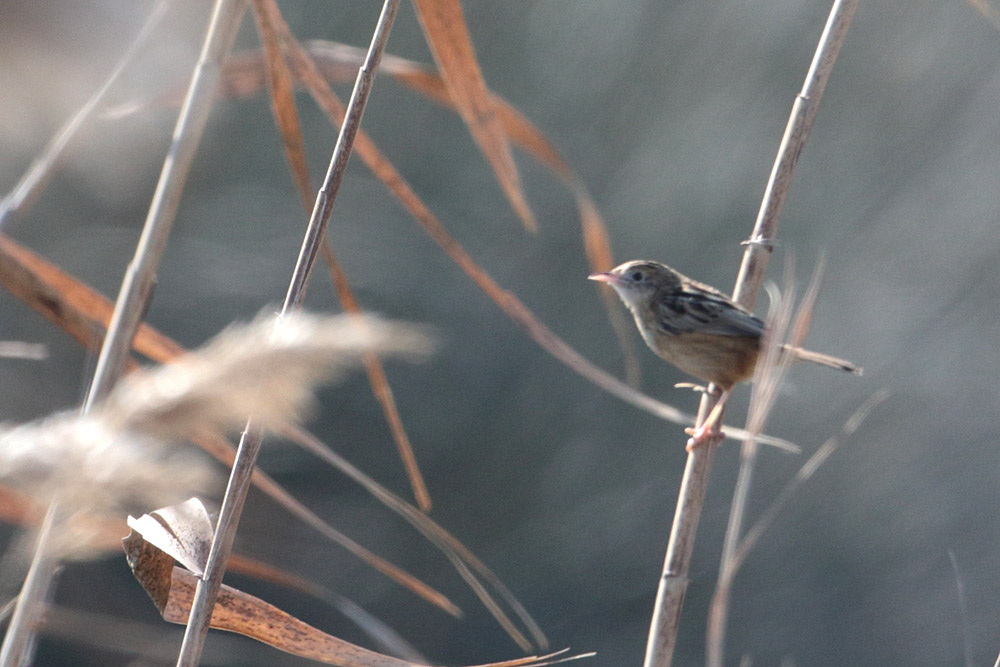 Zitting Cisticola