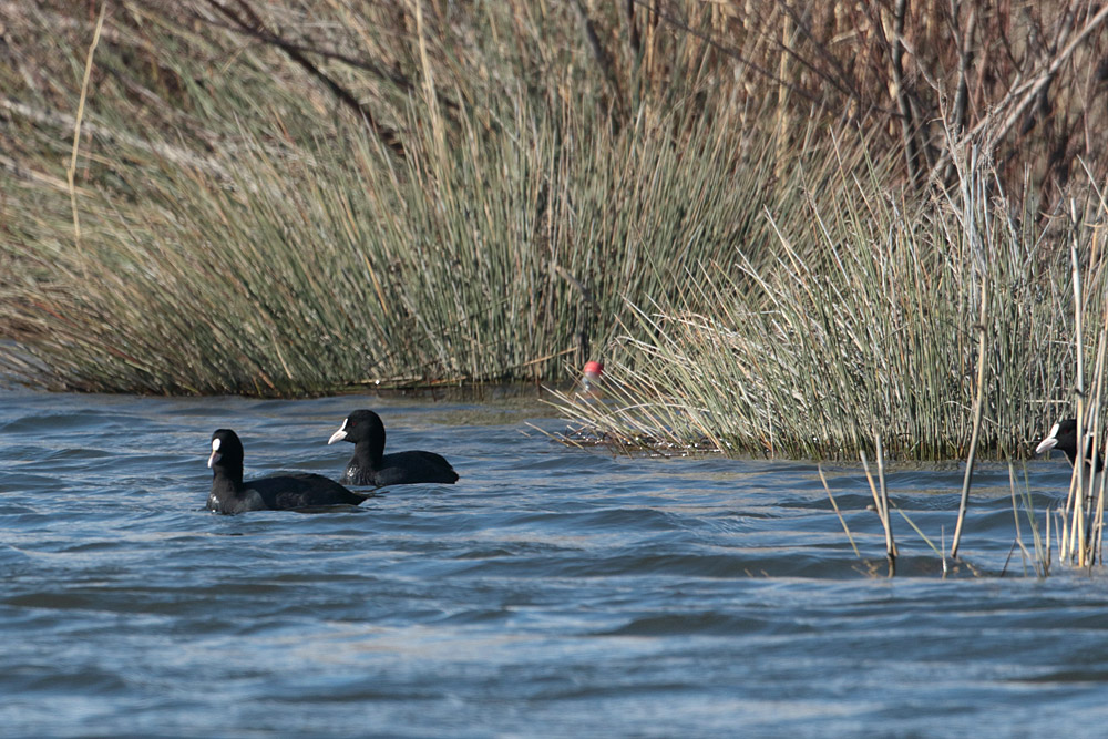 Eurasian Coot