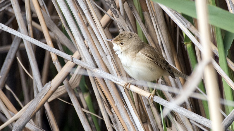 Marsh Warbler