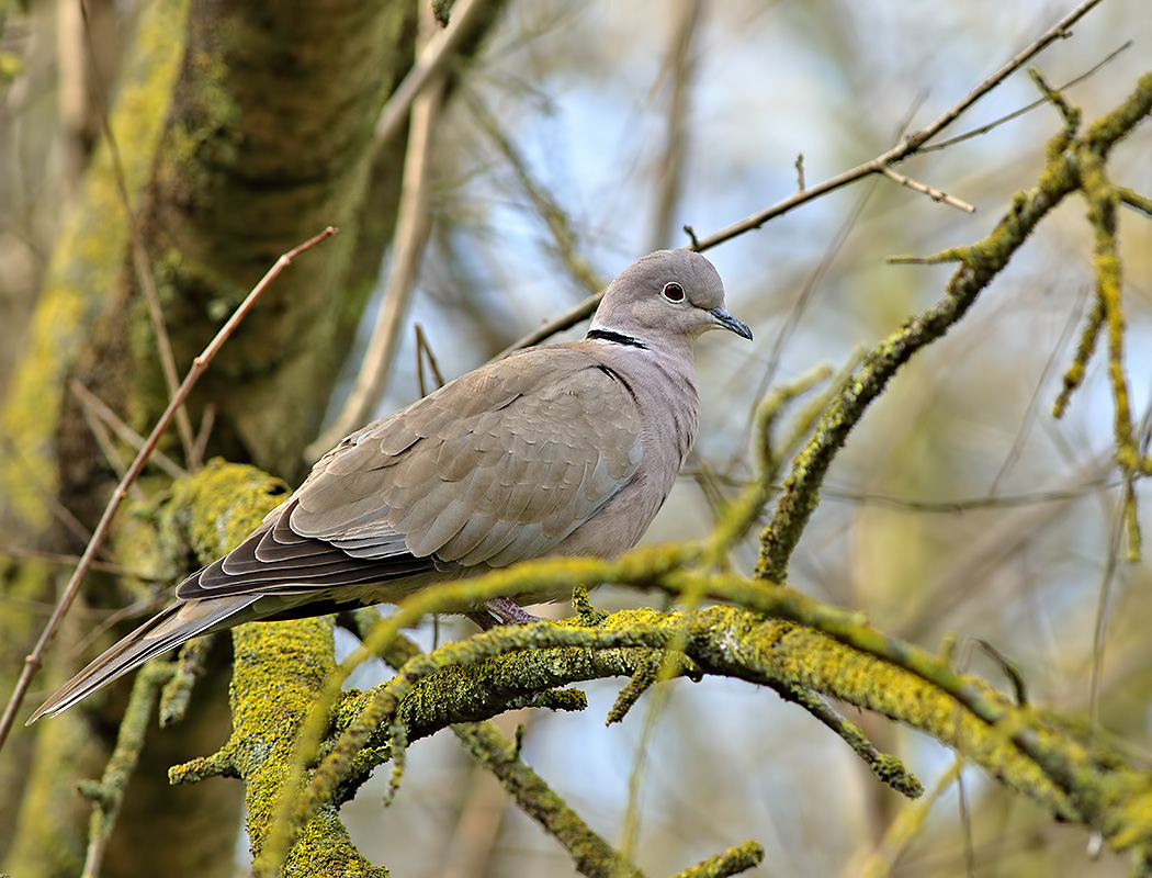 Eurasian Collared Dove