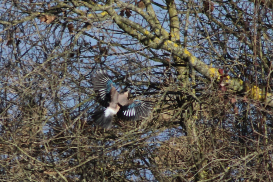 Eurasian Jay