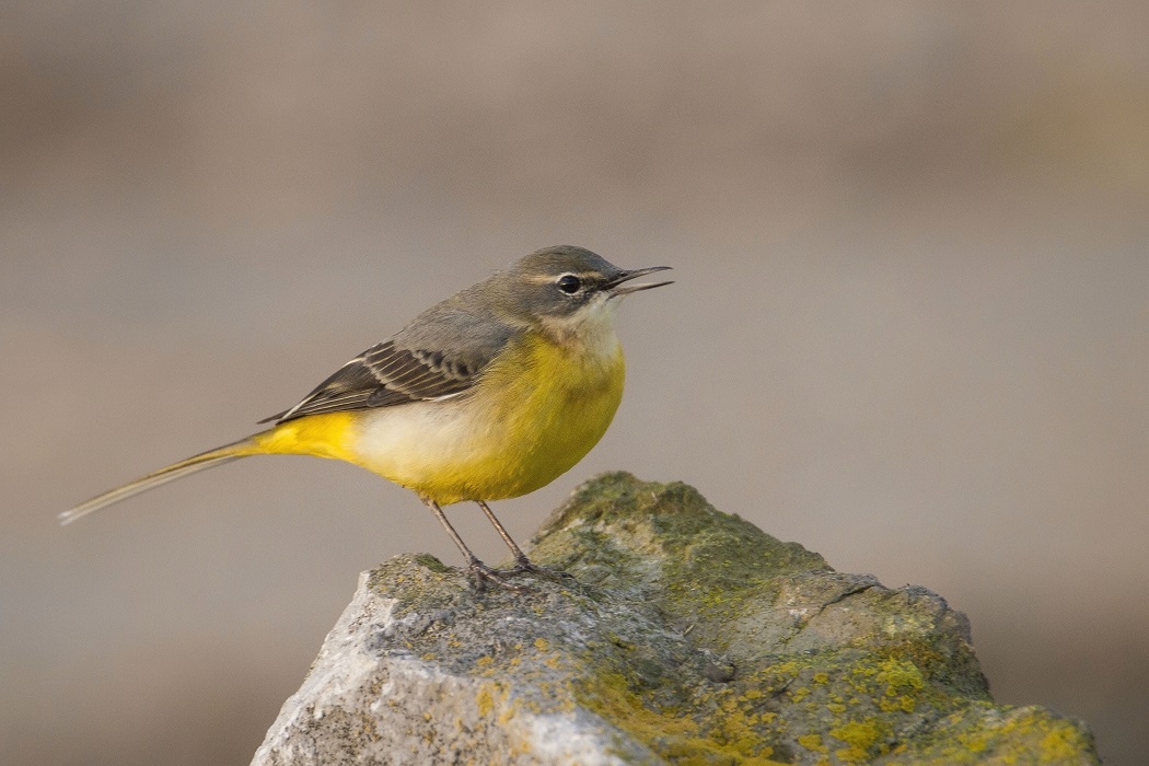 Grey Wagtail