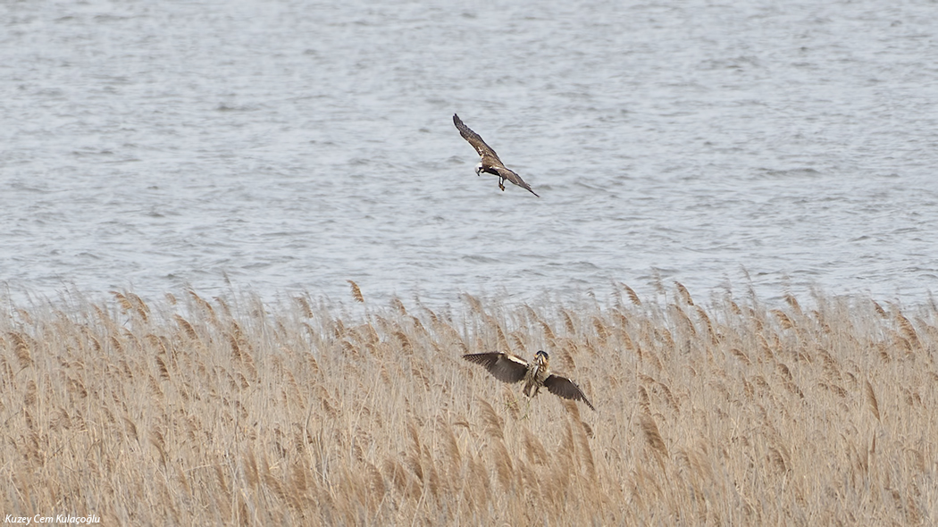 Western Marsh Harrier