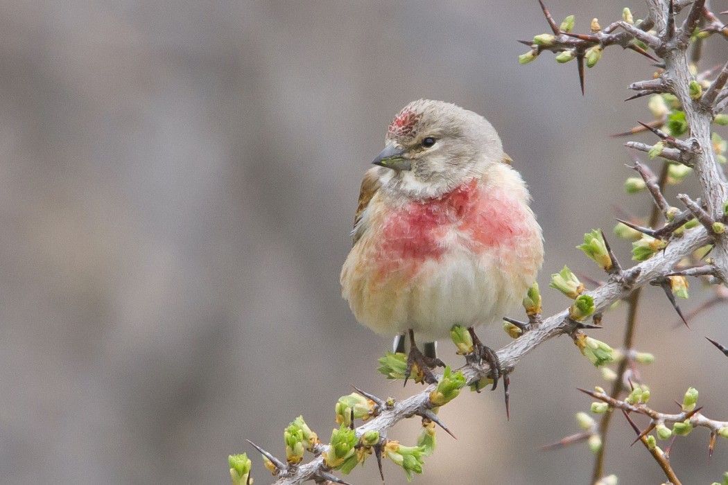 Common Linnet