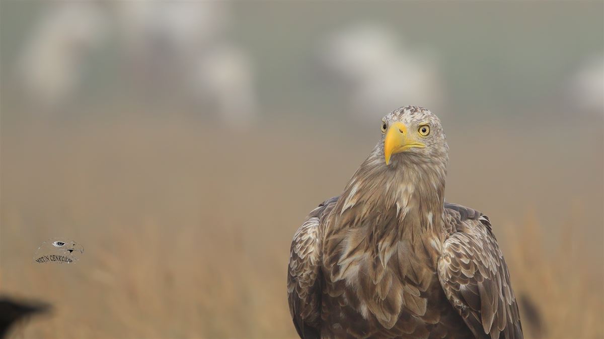 White-tailed Eagle