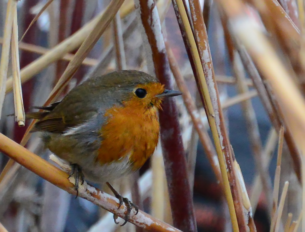 European Robin