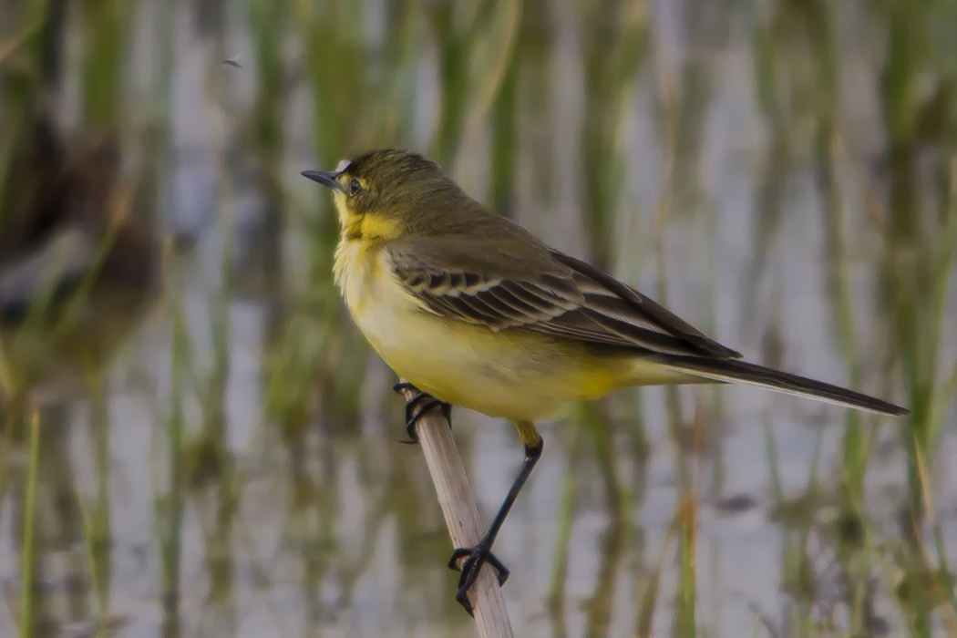 Western Yellow Wagtail