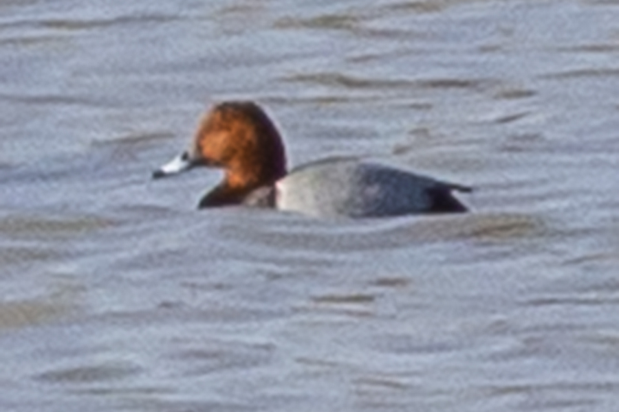 Common Pochard