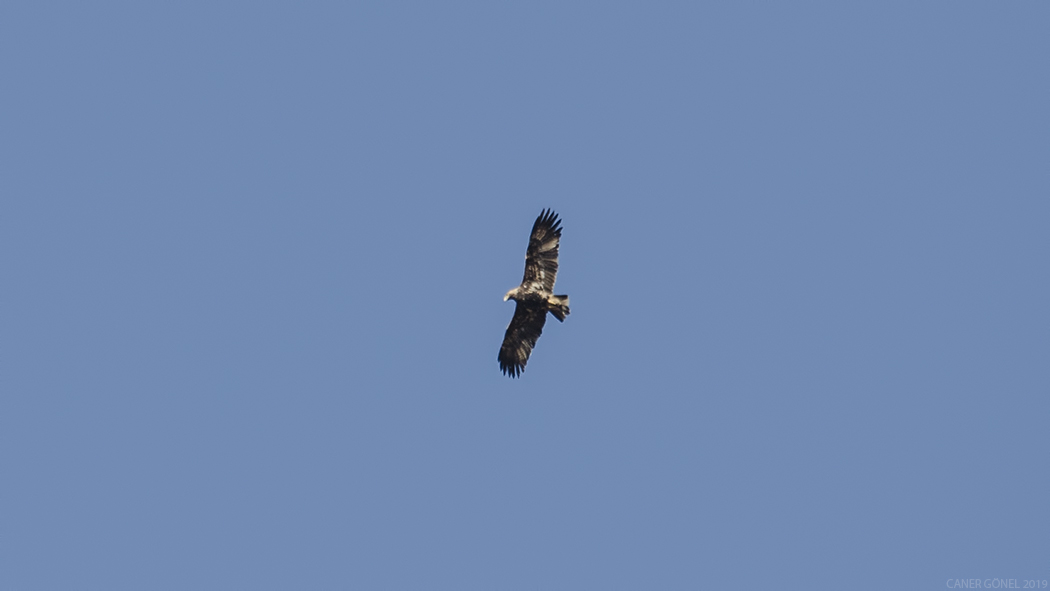 Şah Kartal