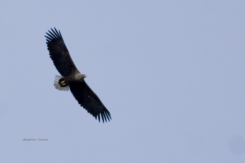 White-tailed Eagle