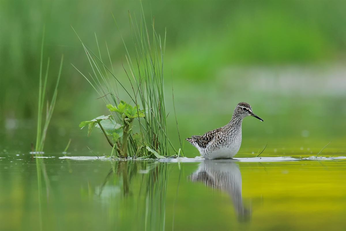 Wood Sandpiper