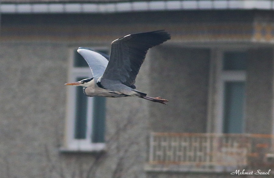 Grey Heron