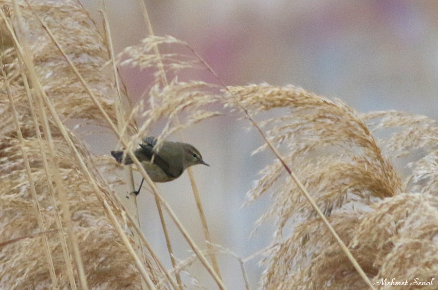 Common Chiffchaff