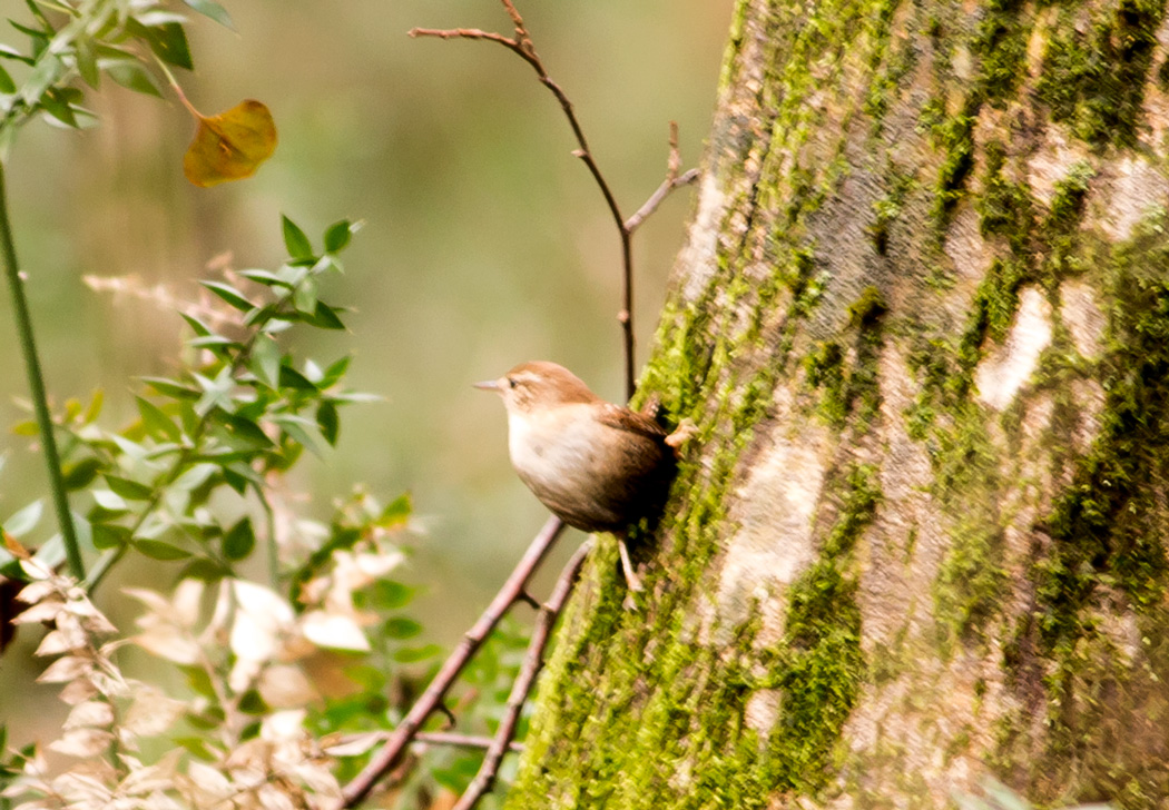 Eurasian Wren