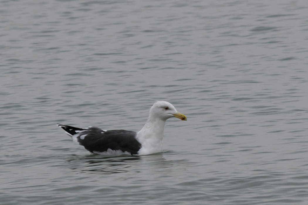 Great Black-backed Gull