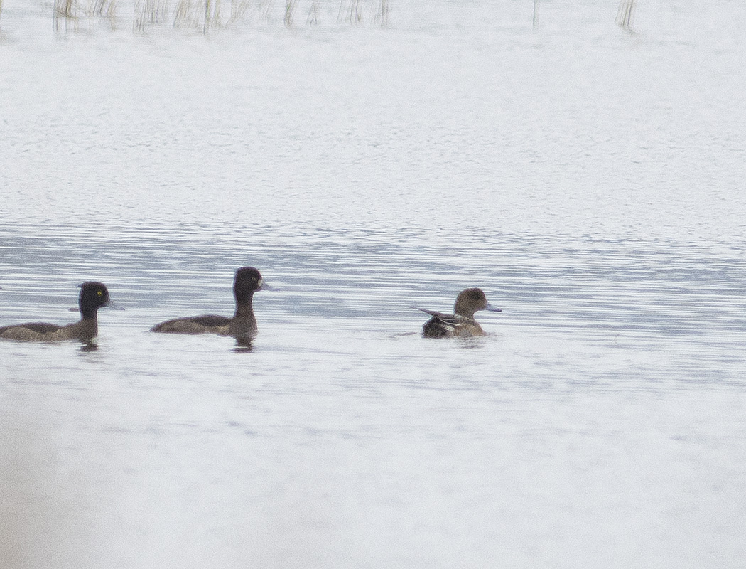 Tufted Duck