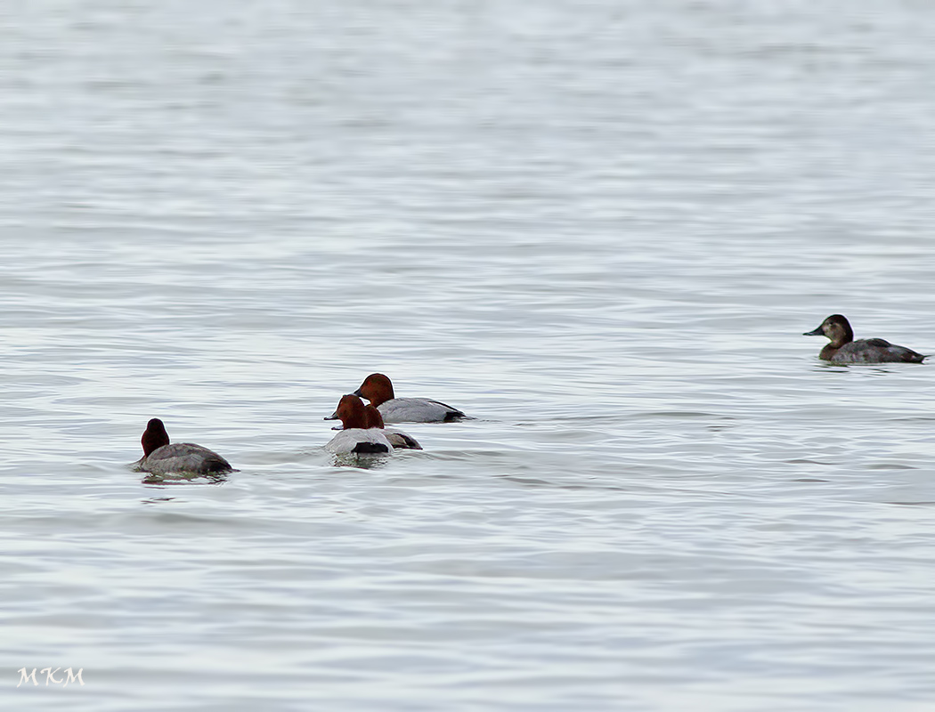 Common Pochard