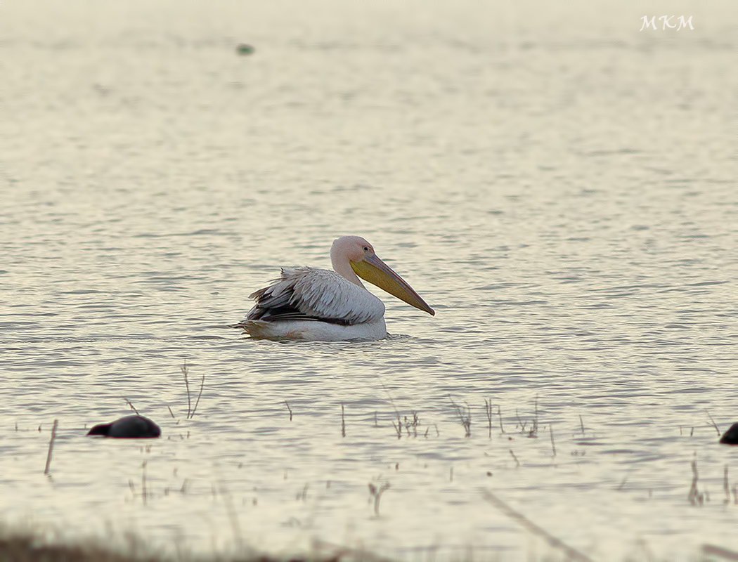 Great White Pelican